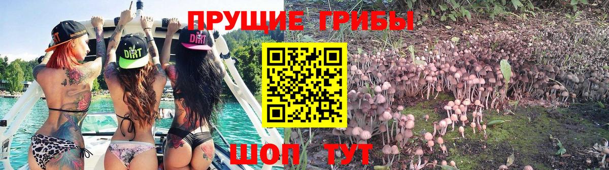 наркотики  Вход с VPN  Кохма  Псилоцибиновые грибы GOLDEN TEACHER 